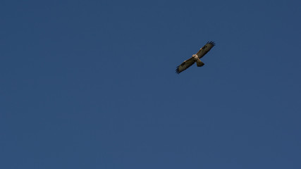 Marsh harrier, Ameland wadden island the Netherlands