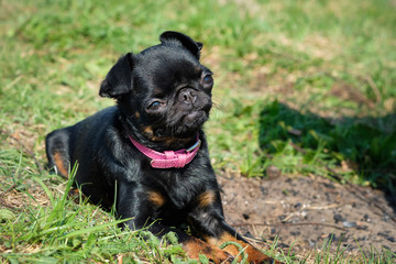 portrait of Black Petit Brabancon on the green grass