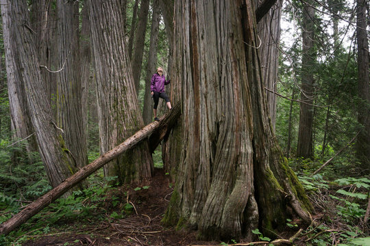 Girl Stands Within Large Trees