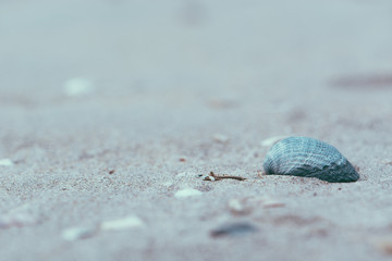 Sea shells on the beach on Ameland wadden island the Netherlands
