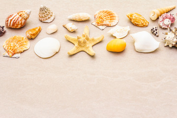Seashells summer background