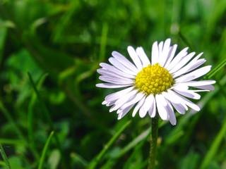 Beautiful blooming marguerite on a green meadow at sunrise. Daisies in green grass in the park. Colorful spring meadow flowers lit by the sun