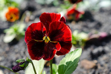 Close up of red pansies