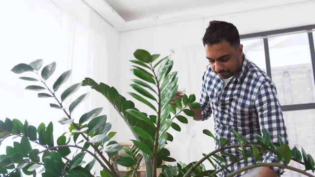 people, housework and care concept - indian man spraying houseplant with water sprayer and cleaning leaves by tissue at home