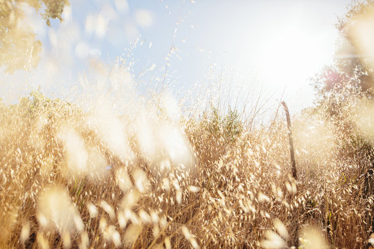 Gold Field