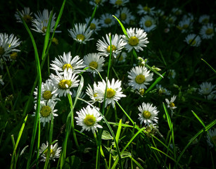 Beautiful blooming marguerite on a green meadow at sunrise. Daisies in green grass in the park. Colorful spring meadow flowers lit by the sun