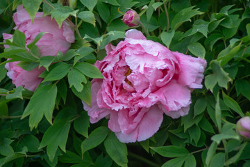 a pink rose flowerhead