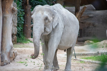 Elephant in a Zoo