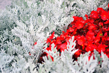 Small red flowers among the white branches of plants