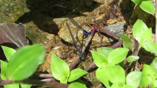 two dragonflies mating