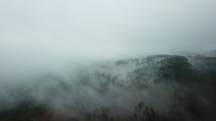 Obraz premium Autumn trees in the morning mist