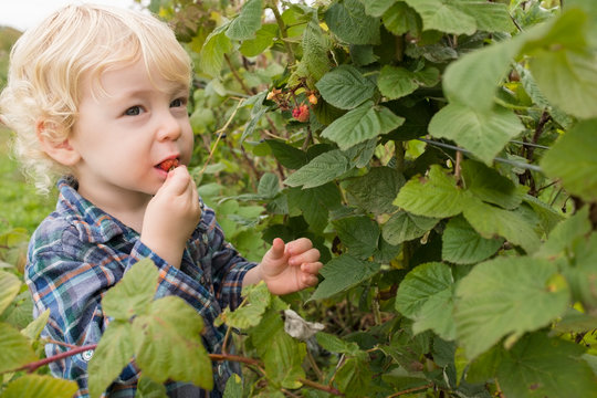 Boy eating raspberry fresh off the bush