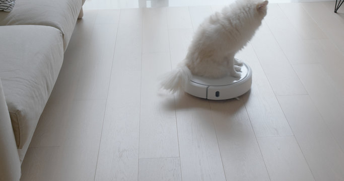 Pomeranian Dog sit on robotic vacuum cleaner slides across the room at home