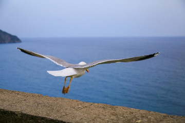 Seagull bird Flying. behind view of the sea. full body. 