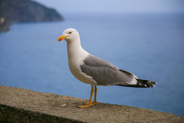 Fototapeta na wymiar Seagull bird standing and looking. behind the sea. full body. 