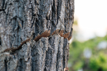 The texture of the tree on the street