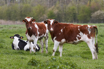 Fototapeta na wymiar Tree cows in the meadow