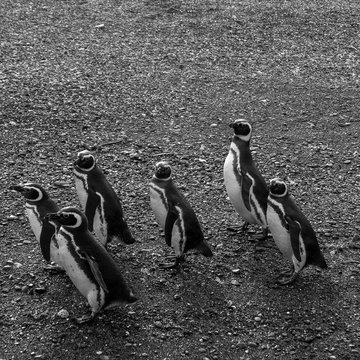 La pandilla