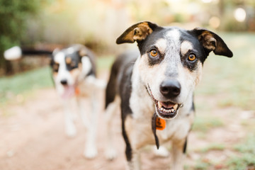 working cattle dogs