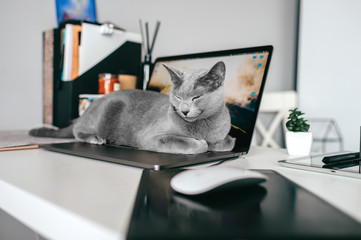 Beautiful russian blue cat with funny emotional muzzle lying on keayboard of notebook and relaxing in home interior on gray background. Breeding adorable playful pussycat   resting on laptop. - obrazy, fototapety, plakaty