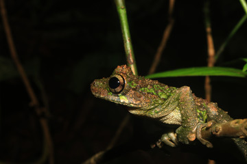 A sideview of a brown and green tree frog of the genus Osteocephalus, on a small branch