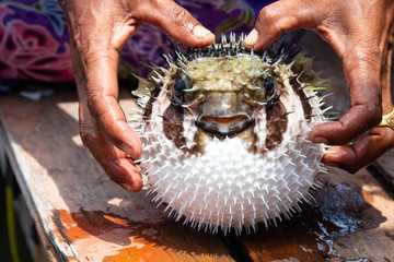puffer fish on fisherman hand wish self protection. - Powered by Adobe