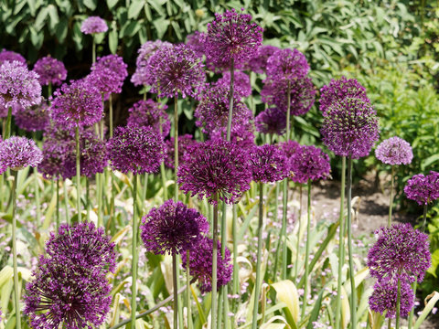 Allium aflatunense 'purple sensation'- Ail d'ornement sensation aux fleurs bleues violac&eacute;es ou pourpres en petites ombelles sur des tiges fines