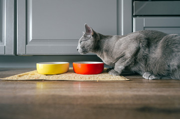 Russian blue cat with funny expressive emotional muzzle eating cat food on kitechen at home....