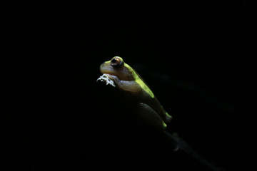 Dendropsophus bifurcus, upper amazon tree frog, a fluoriscent yellow frog on a branch in black white