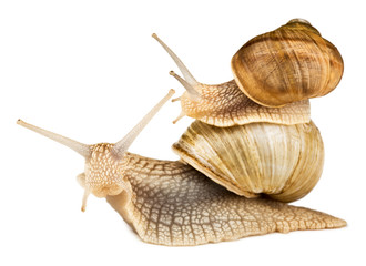Two garden snails isolated on white. Small snail riding on big one.