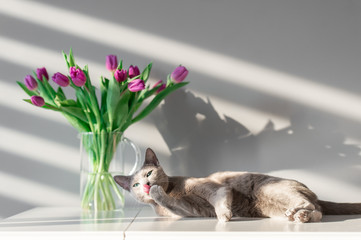 Soft focus portrait of playful and active purebreed russian blue cat posing on table with booquet of tulips in glass vase. Beautiful domestic kitten leisure time. Pussycat with flowers behind wall.