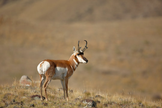 Pronghorn