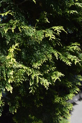 green branches of a tree