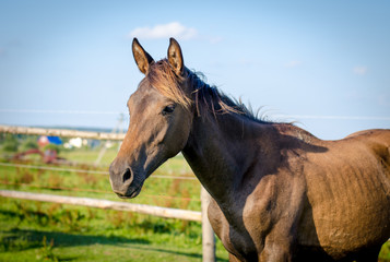 portrait of trakehner foal in the summer