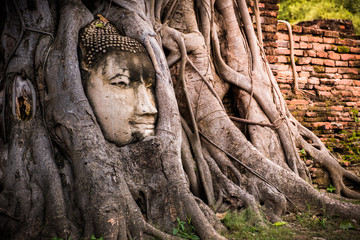Buddha head in tree ayutthaya Thailand travel concept. Wat Mahathat temple is favorite place of Ayutthaya and world heritage.The buddha face is amazing.