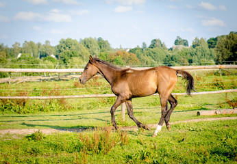 Obraz premium trakehner foal galloping in the summer