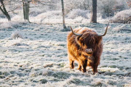 Ginger haired Highland Cow on a cold frosty morning. Norfolk, UK