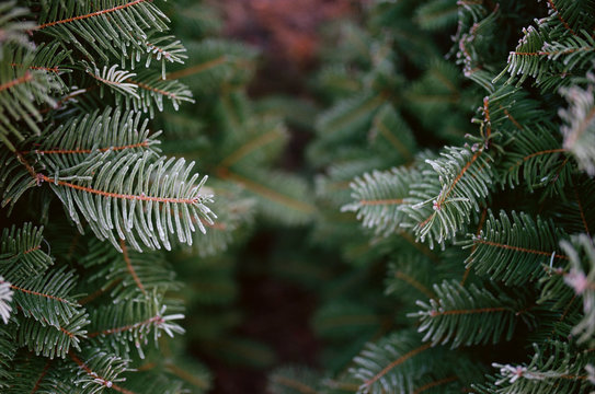 Frosty fir branches at christmas tree farm