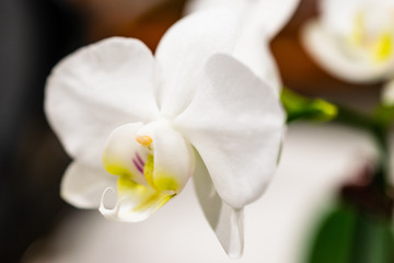 Naklejka na ściany i meble Phalaenopsis Orchid