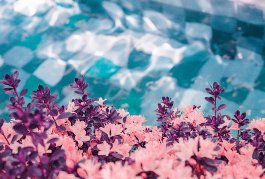 Colorful pink flowers in front of ripples in pool of water