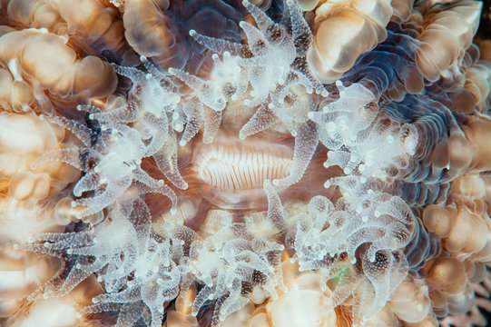 Cup Coral 2