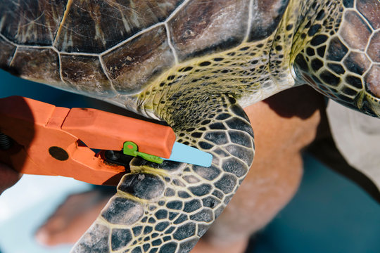 Volunteer Tagging  Sea Turtle in Marine Survey