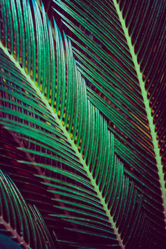 Palm tree leaf