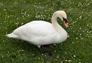 white swan on the lown