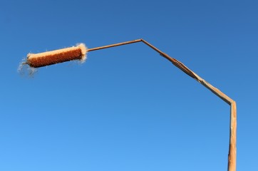 Close-up of bruised reed of bulrush plant gone to seed