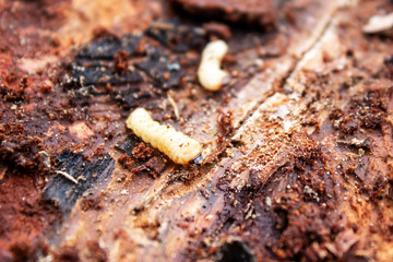 Beetles bark beetles eat bark from a tree, close-up