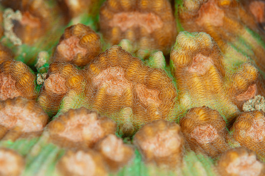 Coral close-up 5