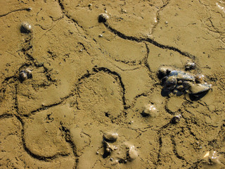 lehmfarbener Meeresboden in flachem Wasser mit Spuren Hintergrund