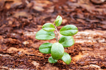 A small green plant grows on the bark of a tree, close-up
