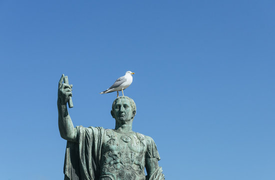 Seagull Over a Head of an Old Sculpture of Caesar.